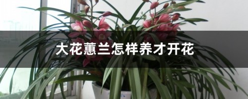 大花蕙兰怎样养才开花