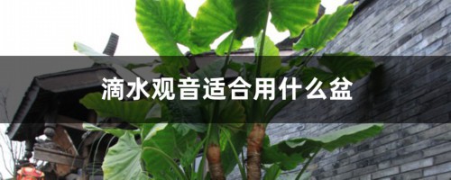 滴水观音适合用什么盆，适合用什么土