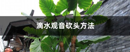 滴水观音砍头方法