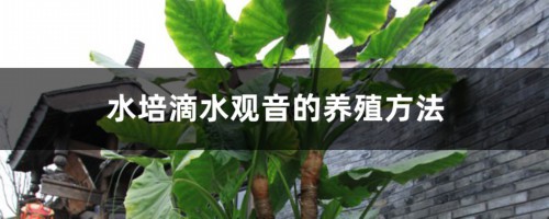 水培滴水观音的养殖方法