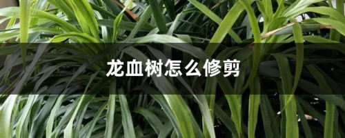 龙血树怎么修剪