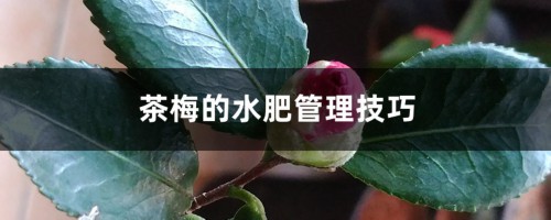 茶梅的水肥管理技巧