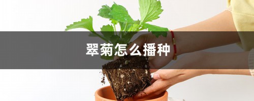 翠菊怎么播种