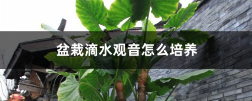 盆栽滴水观音怎么培养