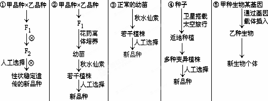 葡萄种盆